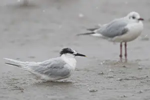 Winter Plumage Birds Drucke: Sandwich Tern
