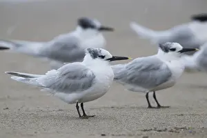 Charadriiformes Bird Family Drucke: Sandwich Tern