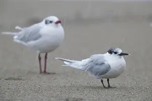 Mediterranean Gull Drucke: Sandwich Tern