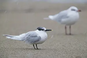 Mediterranean Gull Drucke: Sandwich Tern