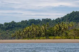 Palm Tree Lined Beach Drucke: A sandy beach lined with palm trees