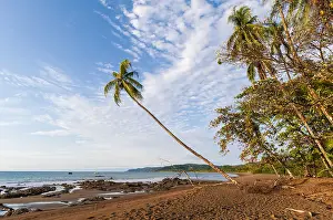 Pacific Ocean Landscape Photography Drucke: The sandy beach with palm trees and wispy clouds overhead