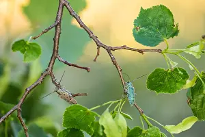 Bilder Datiert 13. Juni 2021: Saperda octopunctata