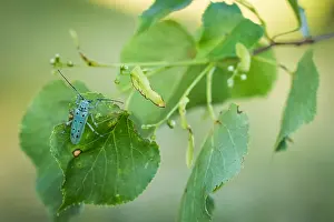 Bilder Datiert 13. Juni 2021: Saperda octopunctata