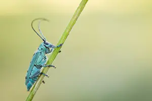 Bilder Datiert 13. Juni 2021: Saperda octopunctata