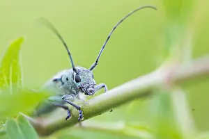 Gerahmter Druck : Saperda octopunctata