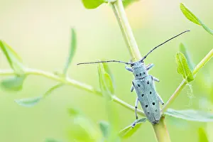 Gerahmter Druck : Saperda octopunctata Gerahmter Druck : Saperda octopunctata
