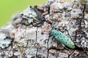 Gerahmter Druck : Saperda octopunctata Gerahmter Druck : Saperda octopunctata