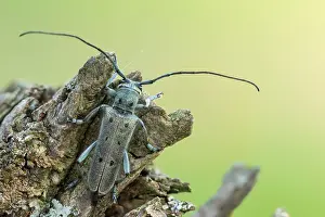 Saperda octopunctata