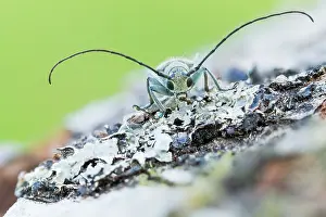 Saperda octopunctata