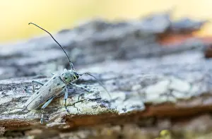 Gerahmter Druck : Saperda octopunctata