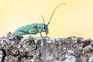 Saperda octopunctata