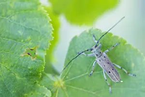 Saperda octopunctata