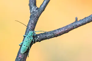 Bilder Datiert 13. Juni 2021: Saperda octopunctata