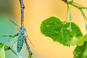 Bilder Datiert 13. Juni 2021: Saperda octopunctata