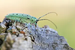 Bilder Datiert 13. Juni 2021: Saperda octopunctata