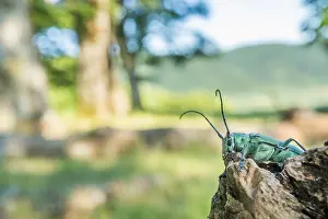 Bilder Datiert 13. Juni 2021: Saperda octopunctata