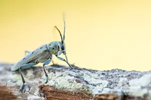 Gerahmter Druck : Saperda octopunctata Gerahmter Druck : Saperda octopunctata
