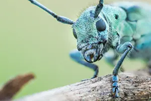 Saperda octopunctata