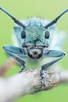 Saperda octopunctata