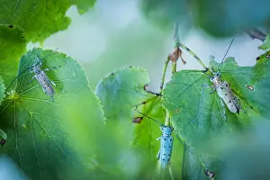 Gerahmter Druck : Saperda octopunctata Gerahmter Druck : Saperda octopunctata