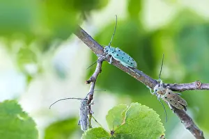 Saperda octopunctata