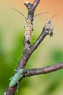 Bilder Datiert 13. Juni 2021: Saperda octopunctata