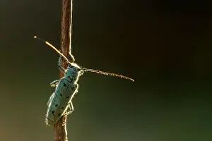 Bilder Datiert 13. Juni 2021: Saperda octopunctata
