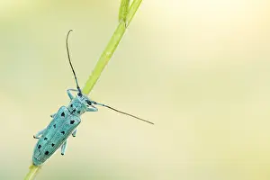 Bilder Datiert 13. Juni 2021: Saperda octopunctata