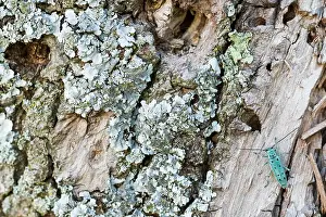 Bilder Datiert 13. Juni 2021: Saperda octopunctata