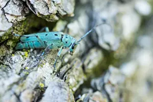 Bilder Datiert 13. Juni 2021: Saperda octopunctata
