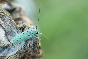 Saperda octopunctata