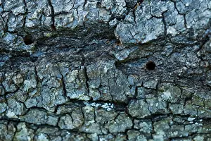 Bilder Datiert 13. Juni 2021: Saperda octopunctata
