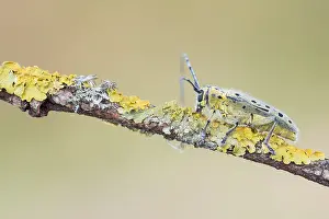 Saperda perforata