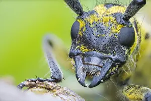 Saperda Scalaris Drucke: Saperda scalaris