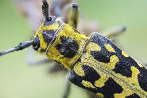 Saperda Scalaris Drucke: Saperda scalaris