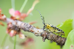Saperda Scalaris Drucke: Saperda scalaris