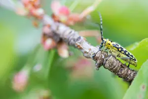 Saperda Scalaris Drucke: Saperda scalaris