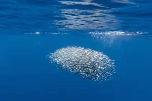Sardines