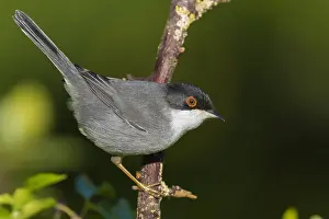 Birdwatching In Europe Drucke: Sardinian Warbler