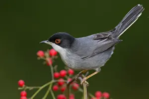 Italian Wildlife Photography Drucke: Sardinian Warbler