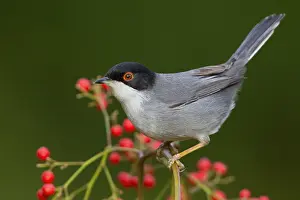 European Bird Drucke: Sardinian Warbler