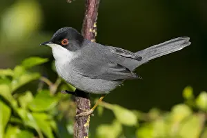 Italian Wildlife Photography Drucke: Sardinian Warbler