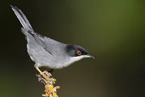 Sylviidae Family Birds Drucke: Sardinian Warbler