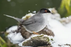 Bilder Datiert 7. Januar 2017: Sardischer Schilfrohrsänger