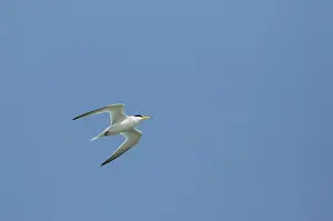 Outdoor Nature Photography Tips Drucke: Saunders's Tern, Sternula saundersi