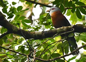 Island Nature Photography Drucke: Scale-feathered Malkoha
