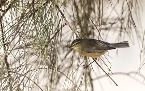 Desert Bird Species Drucke: Scandinavian Common Chiffchaff, Phylloscopus collybita abietinus