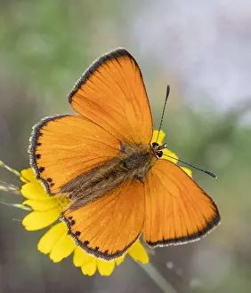 Drucke von Männchen des Seltenen Kupferfalters (Lycaena virgaureae) in Bulgarien Bulgarien Drucke: Seltener Kupferfalter, Lycaena virgaureae