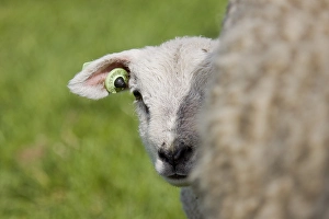 Texel Sheep Drucke: Schaap, sheep